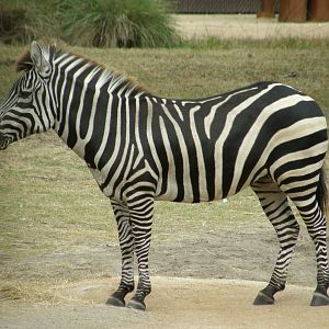 grants zebra