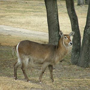 waterbuck