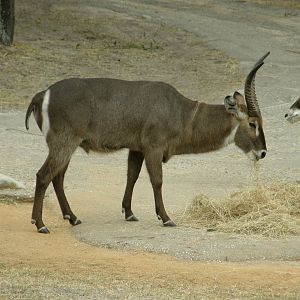 waterbuck