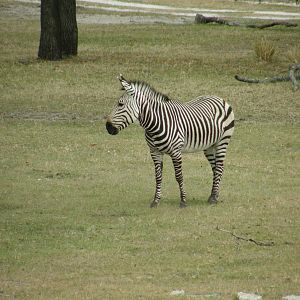 mountain zebra