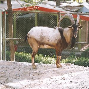 bezoar ibex 1992