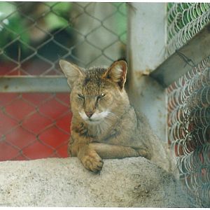 jungle cat -Felis chaus(tehran zoo)1992