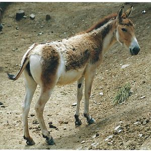 persian onager (tehran zoo)1992