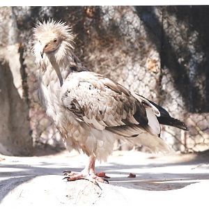 Egyptian vulture(tehran zoo)1992