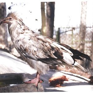 Egyptian vulture(tehran zoo)1992