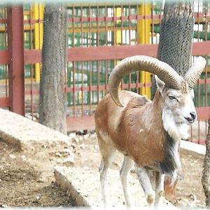 alborz wild sheep (tehran zoo)1992