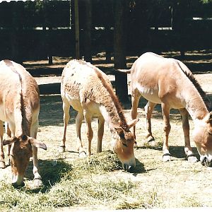 persian onager (tehran zoo)1992