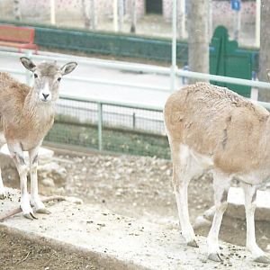 alborz wild sheep (tehran zoo)1992