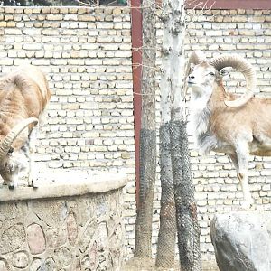 alborz wild sheep (tehran zoo)1992