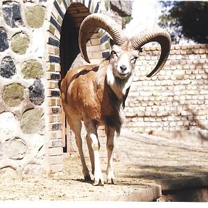 alborz wild sheep (tehran zoo)1992