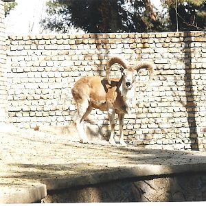 alborz wild sheep (tehran zoo)1992