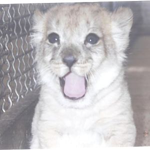 african lion cub 1992