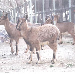 bezoar ibex(tehran zoo) 1992