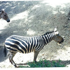 persian onager and african zebra (tehran zoo)1992