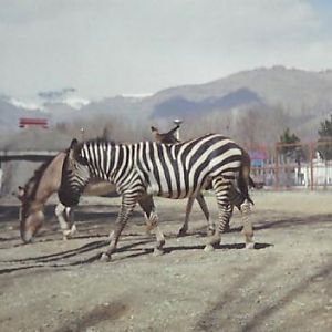 persian onager and african zebra (tehran zoo)1992