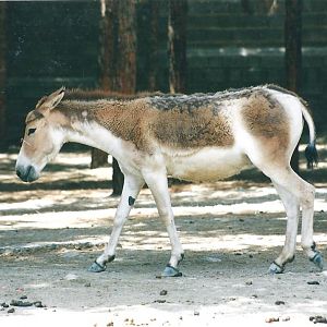 persian onager (tehran zoo)1992