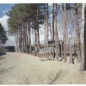african zebra(tehran zoo)1992