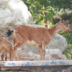 bezoar ibex(tehran zoo) 1992