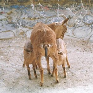 bezoar ibex(tehran zoo) 1992