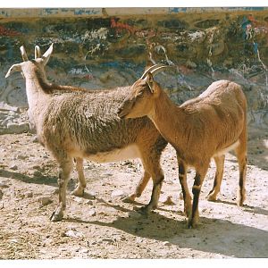 bezoar ibex(tehran zoo) 1992