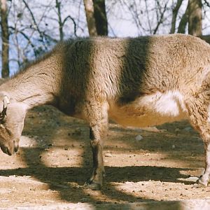 bezoar ibex(tehran zoo) 1992