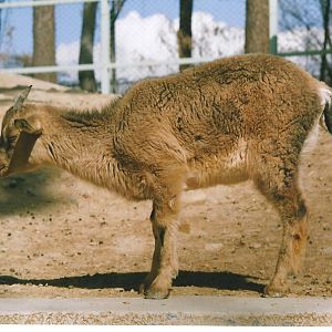 bezoar ibex(tehran zoo) 1992