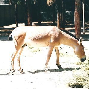 persian onager (tehran zoo)1992