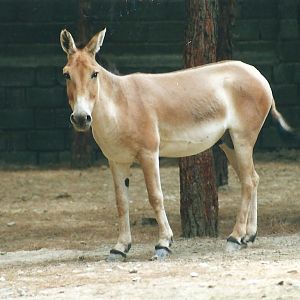 persian onager (tehran zoo)1992