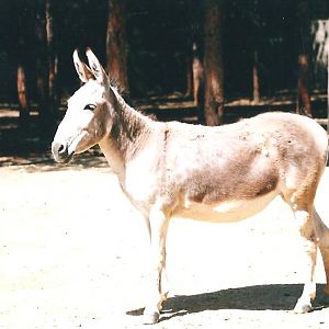 persian onager (tehran zoo)1992