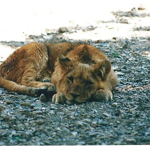 African lions cubs(tehran zoo)1992