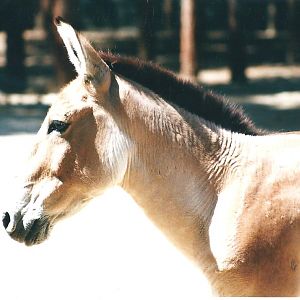 persian onager (tehran zoo)1992