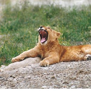 African lions cubs(tehran zoo)1992