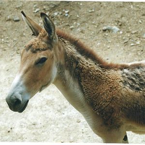 persian onager (tehran zoo)1992