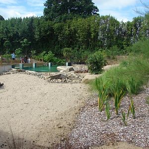 New jackass penguin exhibit