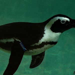 Jackass penguin (Spheniscus demersus)