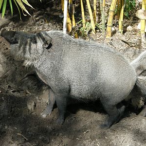bearded pig