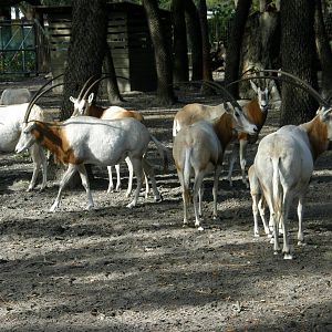 scimatar horned 2007