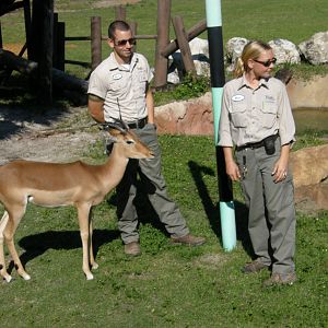 impala and keepers