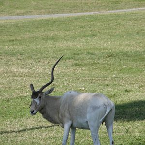 addax