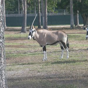 gemsbok