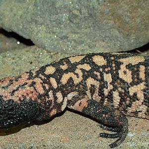 Gila Monster in Dublin Zoo