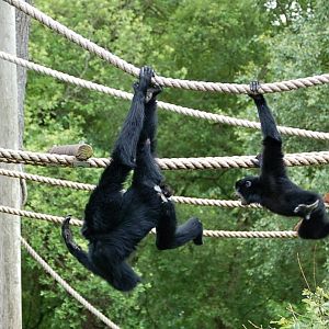young Siamang Gibbon playing at Fota Wildlife Park