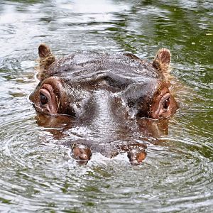 Hippo having a bath in Dublin Zoo