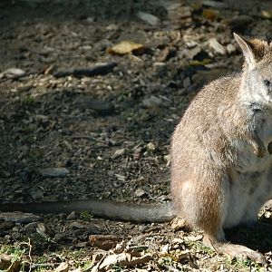 sleepy Parma Wallaby in Pilsen Zoo