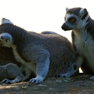 Ring-tailed lemurs in Pilsen Zoo