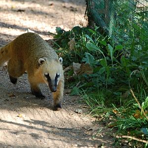 Coati outside of his enclosure in Pilsen Zoo I