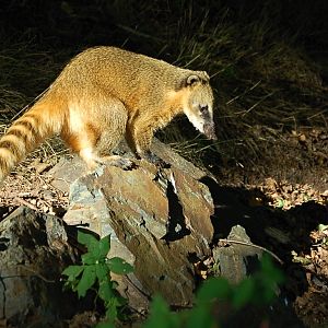 Coati outside of his enclosure in Pilsen Zoo II