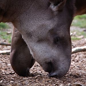 Tapirs in Dublin Zoo