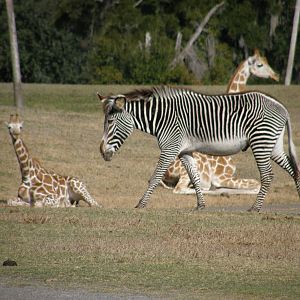 grevys zebra