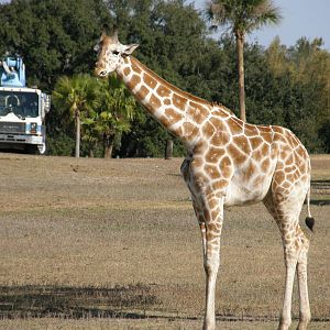 giraffe
